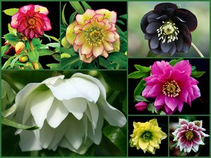 hellebores